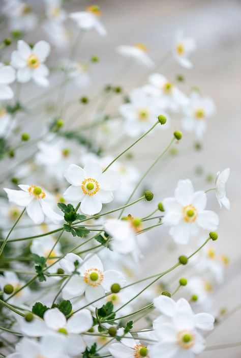 Japanese Anemone | Au Petit Gout | Flickr Japanese Plants, October Flowers, Japanese Anemone, White Anemone, Victorian Flowers, Anemone Flower, Blue Garden, Language Of Flowers, Hardy Perennials