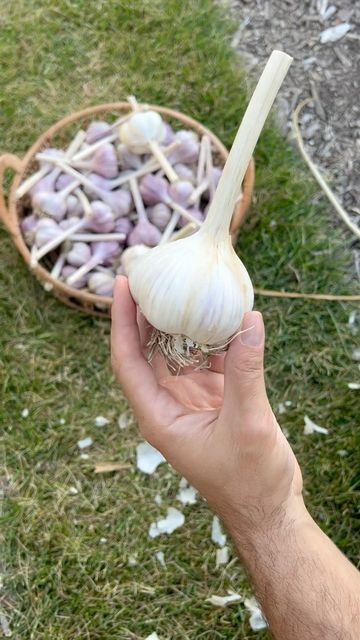 The Young Nonno on Instagram: "Andiamo as we grow some aglio. ➡️🧄 This is what 9 months of growing garlic comes down to in about 30 seconds. The process is pretty simple: ✔️ Plant cloves (pointy side up) in late fall ✔️ Fertilize with a liquid feed in spring ✔️ Remove scapes in June to form bigger bulbs ✔️ Watch for signs they’re ready for harvest in July ✔️ Pull, dry for two weeks and & enjoy! Don’t forget to keep some aside to plant again later. Have any questions about growing garlic? D Growing Garlic, Garden Veggies, Growing Tips, Late Fall, Raised Garden, Gardening Ideas, 30 Seconds, Gardening Tips, Garden Ideas