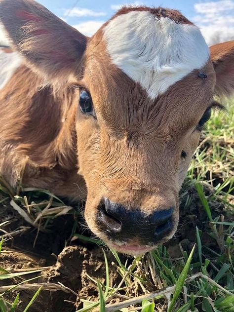 Cow Cute, Pet Cows, Cutee Animals, Baby Farm Animals, Cattle Breeds, Fluffy Cows, Cow Pictures, Baby Cow