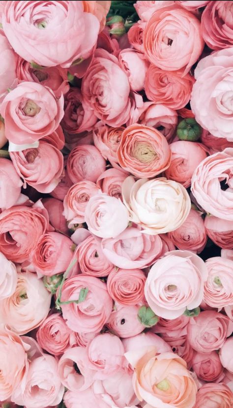 #ranunculus #pink #flowers #floral Ranunculus Background, Ranunculus Wallpaper, Ranunculus Pink, Ranunculus Flowers, Ipad Wallpapers, Spring Wallpaper, Wallpaper Patterns, Phone Wallpaper Patterns, Botanical Beauty