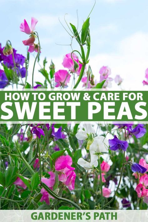 For vintage flair in a modern garden, consider vining sweet pea. With so many colors to choose from – including pink, lavender, violet, deep purple, red, yellow, white, and blue – you might have a hard time deciding which to plant! Learn how to grow your own now on Gardener's Path. #sweetpeas #annuals #flowergardening #gardenerspath Growing Sweet Peas, Sweet Pea Plant, Pea Plant, Sweet Pea Seeds, Sweet Pea Flowers, Garden Vines, Fragrant Plant, Pea Flower, Cut Flower Garden