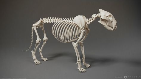 ArtStation - Lion Skeleton Sculpture, Manuel F. Cedeño Lion Skeleton, Lion Anatomy, Skeleton Sculpture, 3d Lion, Skeleton Anatomy, Skeleton Model, Animal Skeletons, Whole Universe, Digital Sculpture