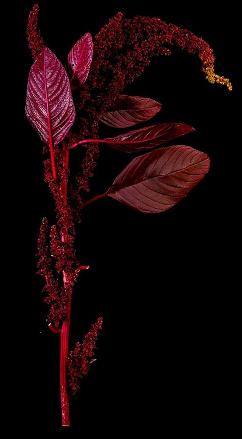 ‘Hopi red dye’ Amaranthus cruentus x powellii. (Seeds as pseudocereal, leaves as Leaf vegetable). Red Dye, Leaf Vegetable, Peach Pink, Red Peppercorn, The Globe, Seeds, Herbs, Dye, Fruit