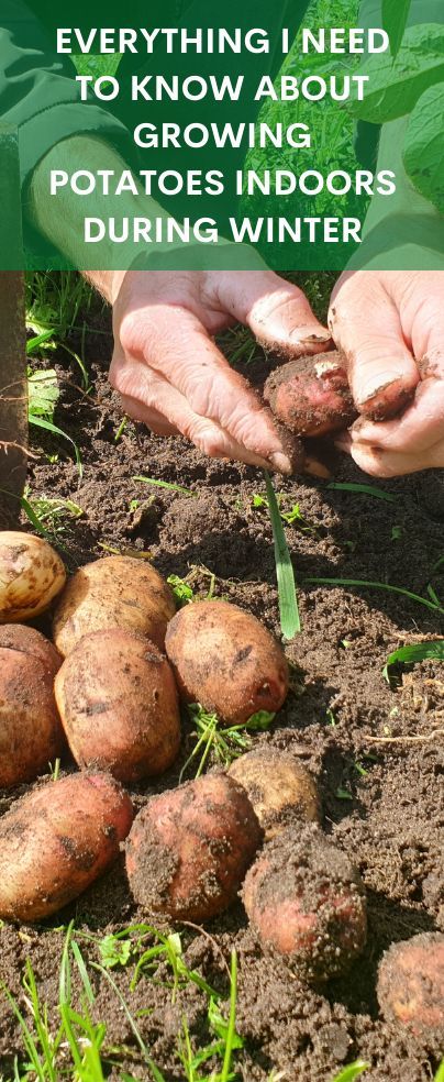 Growing Potatoes Indoors, Can Potatoes, Heated Greenhouse, Sprouting Potatoes, Container Gardening Fruit, Grow Potatoes In Container, Container Potatoes, Growing Sweet Potatoes, Canned Potatoes