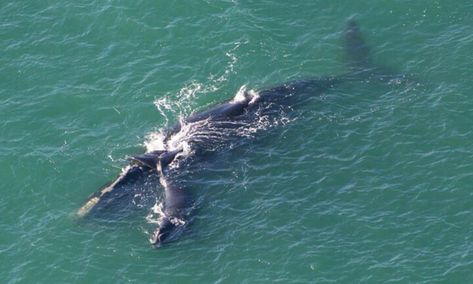 Woods Hole Massachusetts, Flagler Beach Florida, Water Pavilion, Palm Coast Florida, Right Whale, Beach Hammock, Marine Wildlife, Flagler Beach, Live Oak Trees