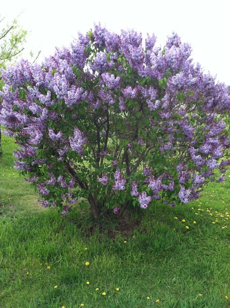 Lilac Garden Landscapes, Lilac Trees, Common Lilac, Lilac Plant, Flowers Lilac, Plants Beautiful, Bush Garden, Syringa Vulgaris, Lilac Bushes