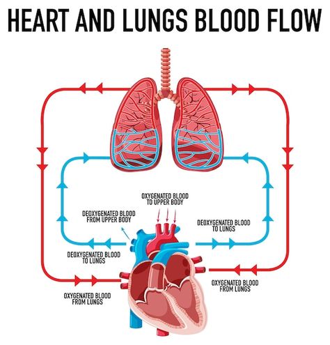 Diagram showing heart and lungs blood fl... | Free Vector #Freepik #freevector #science-cartoon #cartoon-drawing #lungs #heart-medical Drawing Lungs, Heart Diagram Drawing, Lungs Diagram, Pericardial Effusion, Heart Medical, Heart Diagram, Biology Humor, Wedding Reception Invitations, Heart Function