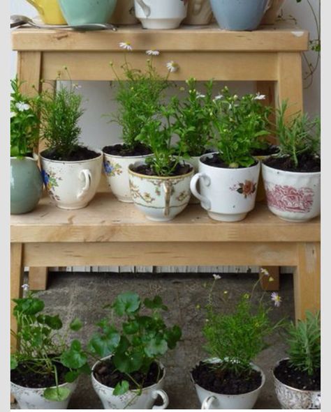 herbs in tea cups. Tea Cup Planter, Teacup Gardens, Herbs Indoors, Growing Herbs, Shade Garden, Dream Garden, Herb Garden, Garden And Yard, Indoor Garden