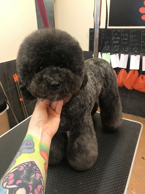 Asian fusion poodle poochon Poochon Dog Grooming Styles, Asian Fusion Poodle, Poodle Asian Fusion, Asian Fusion Grooming, Poodle Groom, Poochon Dog, Toy Poodle Haircut, Poodle Party, Dog Grooming Styles