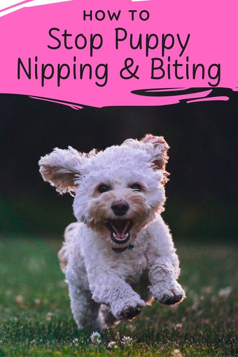 How to Stop Puppy Nipping & Biting: Why Do Puppies Bite? When Do Puppies Stop Biting? Puppy Training Biting, Stop Dog Barking, Puppy Biting, Train Your Dog, Aggressive Dog, Dog Biting, Behavior Problems, Training Your Puppy, Dog Barking