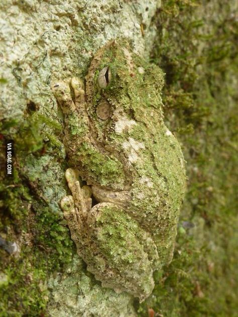 A frog perfectly camouflaged on a missy rock. Silly Animal Pictures, Science Lessons Elementary, Frog Species, Camouflage Green, Interesting Animals, A Frog, My Beautiful Daughter, Frog And Toad, Tree Frogs