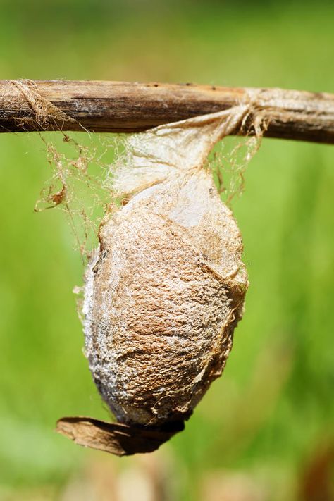 Cecropia moth cocoon. Very large cocoon, or chrysalis, of a saturnid moth, the C , #AFFILIATE, #large, #chrysalis, #saturnid, #Cecropia, #moth #ad Image Of Butterfly, Moth Cocoon, Silk Moth, Cecropia Moth, Ap Drawing, Art Connection, Flying Insects, Luna Moth, Silk Thread