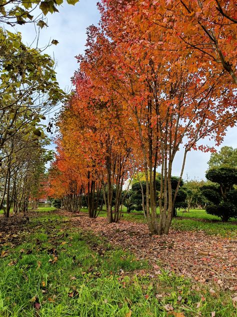 Acer rubrum REDPOINTE ('Frank Jr.') Multi stem 600/700😍 Contact us for more infomation, Acer Rubrum, Planting Design, Red Maple, Sandy Soil, Autumn Colours, Garden Trees, Growing Tree, Types Of Soil, Large Animals