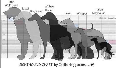 Sighthound Chart Dog Bad, Dog Infographic, Dog Design Art, Sight Hounds, Dog Behavior Problems, Canine Art, Silly Things, Silly Dogs, Wildlife Photos