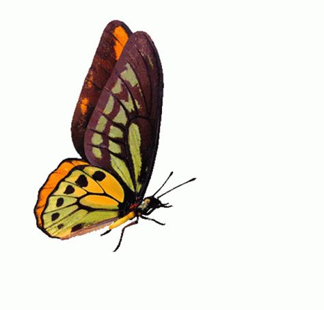 Butterfly Flying Sticker - Butterfly Flying Beautiful - Discover & Share GIFs Wings Gif, Butterfly Animation, Moving Butterfly, Fly Gif, Butterfly Gif, About Butterfly, Butterfly Background, Gif Images, Butterfly Images