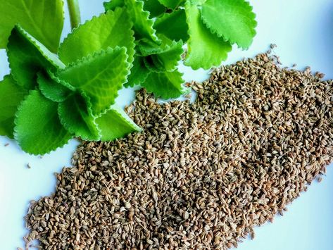 Ajwain Plant, Indigestion Remedies, Carom Seeds, Sugarcane Juice, Lentil Dishes, Digestive Juice, Vegetable Curry, Cardamom Powder, Healthy Blood Pressure