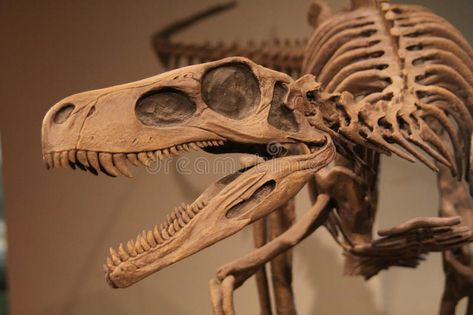 Dinosaur. Belong to the diapsid reptile group , #spon, #Belong, #Dinosaur, #diapsid, #group, #reptile #ad Dinosaur Widget, Human Giant, Dinosaur Images, Dinosaur Skeleton, Dinosaur Bones, Dinosaur Fossils, Human Species, Digimon Adventure, Nature Crafts