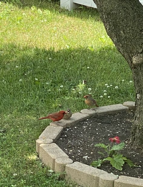 Bird Watching Aesthetic, Birds In Garden, Redacted Audio, Soft Living, Bath Aesthetic, Loved One In Heaven, Spring Birds, Quiet Life, Memorial Garden