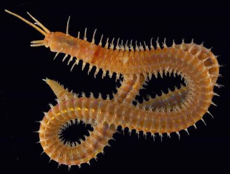 Polychaetes are a type of segmented worm. Their segments have parapodia, along with bristles called setae. Almost all marine segmented worms are considered polychaetes. Phylum Annelida, Body Snatcher, Annelid, Rose Blood, Millipedes, Ancient Creatures, Centipedes, Cnidaria, Aquatic Creatures