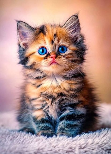 Tiny Kitten, Cute Kittens, Cute Cats And Dogs, Cats And Dogs, Kittens Cutest, Cute Cats, Dog Cat, Kittens, Dogs