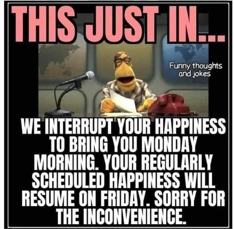 Its Monday Humor Hilarious, Monday Work Humor, Monday Morning Quotes Humor, Monday Morning Humor, Funny Day Quotes, Good Morning Funny Pictures, Fun Sayings, Weekday Quotes, Happy Morning Quotes