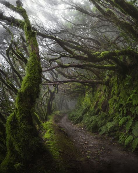 Anaga forest, Tenerife. - Ali Alsulaiman on Fstoppers Tenerife Canary Islands, Spain Aesthetic, Canary Islands Spain, Temperate Rainforest, Into The Forest, World Pictures, Life Moments, High Fantasy, Canary Islands