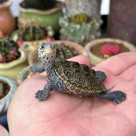 Rain Frog, Sea Turtle Pictures, Cute Tortoise, Baby Tortoise, Baby Sea Turtles, Cutee Animals, Pet Turtle, Cute Reptiles, Tortoise Turtle