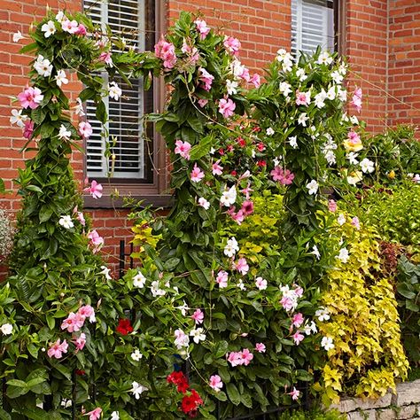 How to Grow Mandevilla: Looking for an easy vine to grow? We’ll show you how to grow beautiful mandevilla vines on a trellis, in patio pots, plus how to overwinter it inside. Mandevilla Vine Ideas Trellis, Over Wintering Mandevilla, Overwintering Mandevilla, Passion Flower Vine On Trellis Fence, Crawling Plants, Mandevilla Vine On Fence, Mandevilla Trellis, Mandevilla Plant, Mandeville Plant