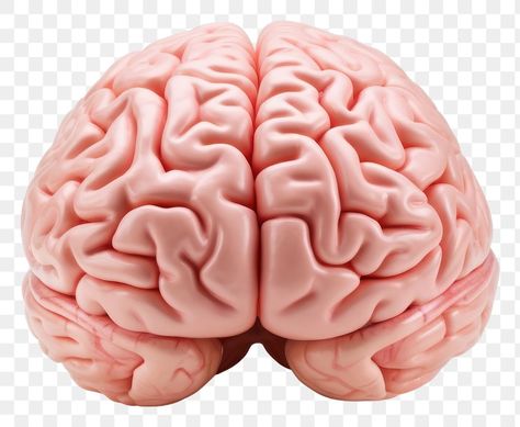 Human Brain Front View, Brain Front View, Brain Emoji, Brain Png, Cartoon Brain, Brain Illustration, Brain Images, Medical Science, Free Png