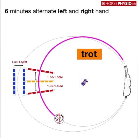 Horse Lunging Exercises, Lunging Exercises For Horses, Lunging Horse, Equestrian Exercises, Equestrian Training, Riding Exercises, Lunge Workout, Horse Training Exercises, Horse Exercises
