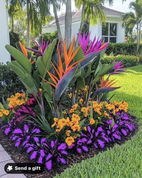 Bird Of Paradise Garden Design, Bird Of Paradise Landscaping Ideas, Bird Of Paradise Plant Outdoor Landscape, Bird Of Paradise Landscaping, Florida Landscaping Ideas Front Yards, Caymen Islands, Florida Flower Beds, Tropical Backyard Landscaping, Strelitzia Reginae