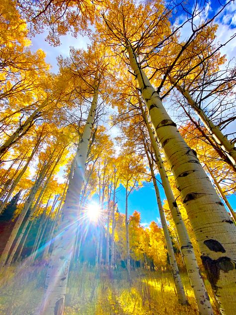 Aspen Wallpaper, Fall Aspen Trees, Aspen Forest, Quaking Aspen Tree, Aspen Leaves, Colorado Aspens Fall, Aspen Tree, Aspen Colorado Aesthetic, Aspen Trees Tattoo