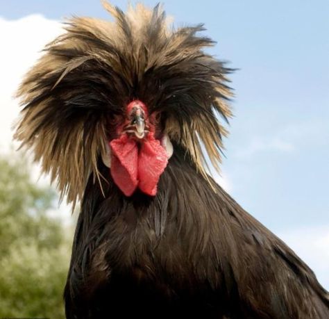 Chicken Hairstyle, Head Poses, Chicken Head, Polish Chicken, Baby Gorillas, Cat Sanctuary, Bad Haircut, Pose For The Camera, Fuller Hair