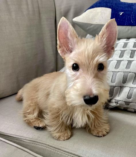 Cute Dog Breeds, Wholesome Dog, Scottish Terrier Puppy, Tiny Animals, Animal Babies, 3 Dogs, Scotty Dog, Very Cute Dogs, Silly Dogs