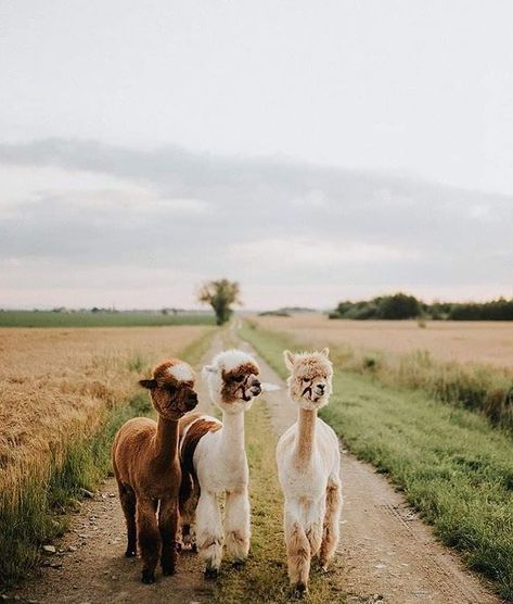 Alpaca Lovers on Instagram: “Just living in an alpaca farm fairytale ✨ 📸: @swiatalpak .. .. .. #alpaca #alpacas #alpacasofinstagram#farmsofinstagram #alpaka #alpakas…” Alpaca Farm, Future Farms, Pearl Farm, La Seine, Squad Goals, Girls Dream, Tag A Friend, Farm Life, Farm Animals