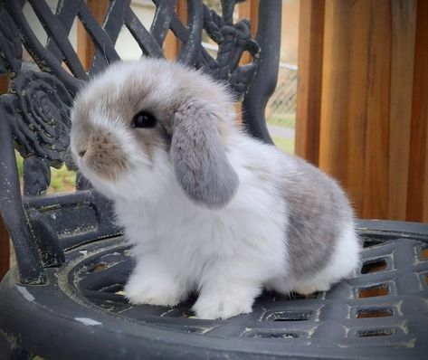 French Lop Bunny, Anthro Rabbit, Polish Rabbit, Mini Lop Bunny, Bunny Breeds, American Fuzzy Lop, French Lop, Mini Lop Bunnies, Mini Lop Rabbit