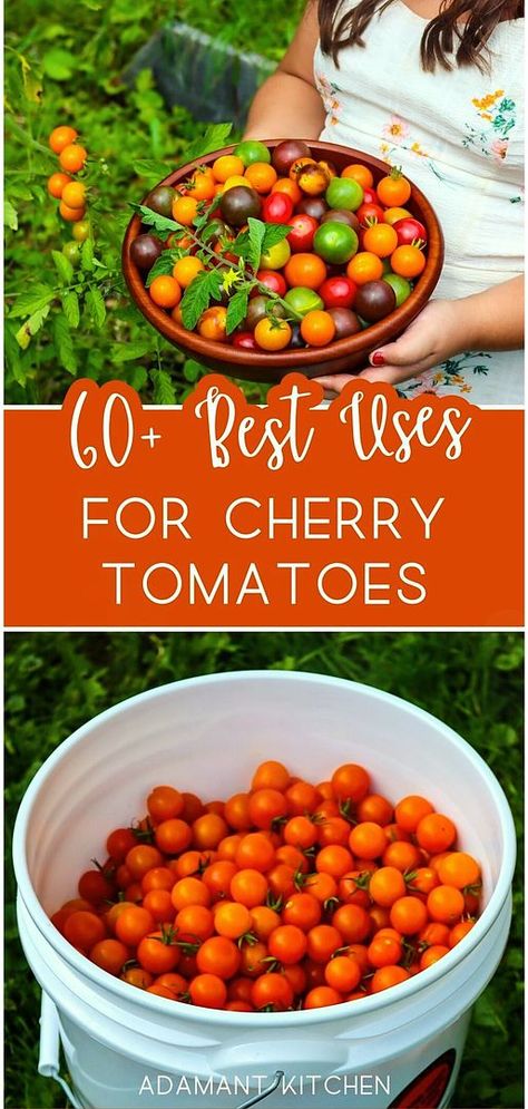 Add to your Easy Meals & Fast Healthy Meals with 60+ best uses for cherry tomatoes. These recipes will help you enjoy the deliciousness of cherry tomatoes in salads, soups, pasta sauces, quiches, and more. Ideal for a bumper summer crop. Find more tomato recipes, easy breakfast recipes, and summer seasonal recipes at adamantkitchen.com. Chocolate Cherry Tomato Recipes, Heirloom Cherry Tomato Recipes, Cherry Tomato Uses, What To Do With Too Many Cherry Tomatoes, Cherry Tomato Ideas, Black Cherry Tomato Recipes, Cherub Tomatoes Recipe, What To Do With Extra Cherry Tomatoes, How To Use Up Cherry Tomatoes