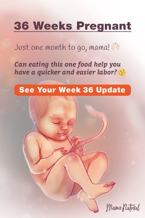 See what's up with baby, mama, and more when you're 36 weeks pregnant. The ultimate week by week natural pregnancy guide! Learn everything from pregnancy symptoms, development, learn to track your baby's growth and natural remedies for a healthy pregnancy. Click to find a complete timeline from the first trimester, second trimester, third trimester with tips for mom and baby to prepare them for a natural birth.   #naturalpregnancy #pregnancytips #naturalbirth Baby Development Chart, Week By Week Pregnancy, Am I Pregnant, 40 Weeks Pregnant, 35 Weeks Pregnant, 34 Weeks Pregnant, Baby Development Activities, Third Trimester Pregnancy, Pregnancy Facts