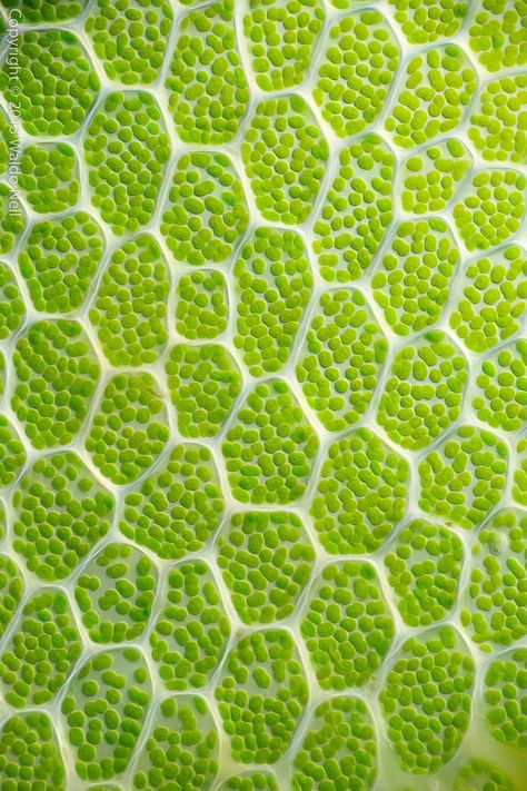 Emerald Colour, Microscopic Photography, Microscopic Images, Green Algae, Colour Texture, Natural Structures, Texture Inspiration, Plant Cell, Natural Forms