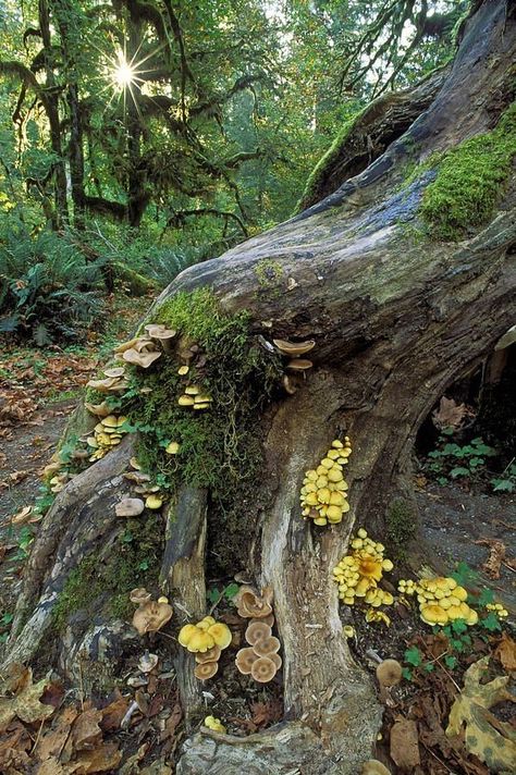 Hall Of Mosses, Hoh Rainforest, Olympic National Park Washington, Theme Nature, Have Inspiration, Olympic National Park, Nature Aesthetic, Enchanted Forest, In The Woods