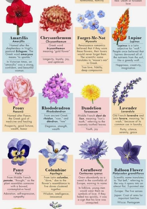 Different Flowers Types, Types Of Flowers And Meanings, Different Flowers And Their Meanings, Flower Kinds, Flower And Meaning, Flower Information, Flowers Meanings, Pretty Flower Names, Flower Facts