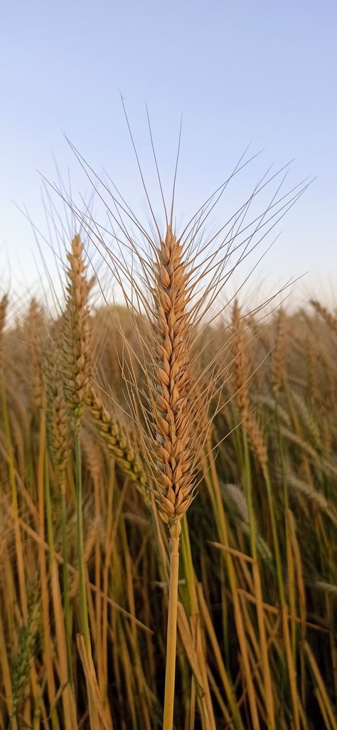 Punjab ready to Harvest the Wheat Crop which is Almost Ripe🌾💓 | Bakery Products | Crushing of Wheat | Nature's Aesthetics 😍 Demeter Altar, Wheat Garden, Wheat Farming, Wheat Crop, Decay Photography, Wheat Harvest, Wheat Bran, Crop Farming, Growth And Decay