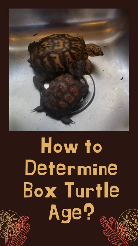 A box turtle’s age plays a significant role in its life. So as a box turtle owner, it is your responsibility to know your box turtle’s exact age.  There are several ways to determine a box turtle’s age. Determining age by counting rings and observing size are the two most popular methods. There are a few more methods, but none of them gives as an exact result as these two methods. Three Toed Box Turtle, Box Turtle Habitat Outdoor Diy, Box Turtle Habitat Outdoor, Box Turtle Habitat Indoor, Box Turtle Habitat, Turtle Tank Setup, Turtle Life Cycle, Diy Turtle, Box Turtles