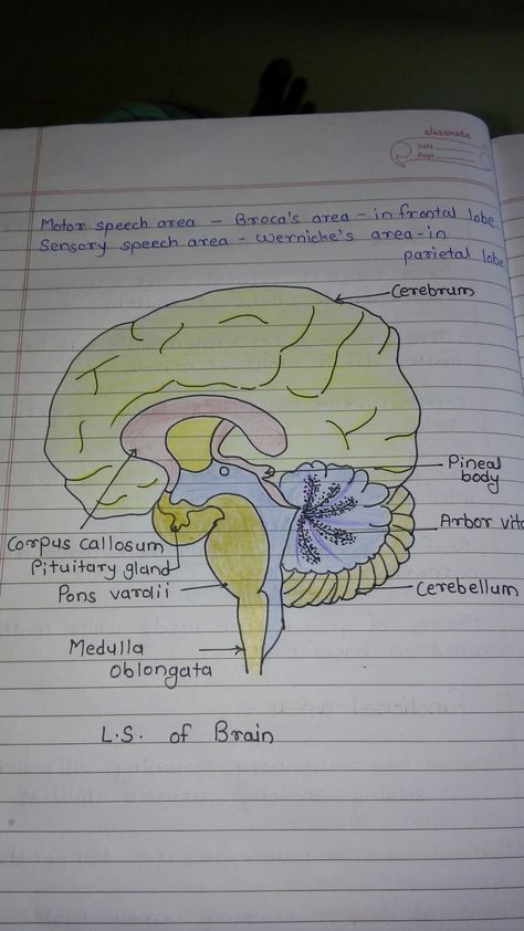 Human Body Science Projects, Nursing Knowledge, Anatomy Notes, Bsc Nursing, Biology Diagrams, Nurse Study, Medical Drawings, Human Body Science, Basic Anatomy