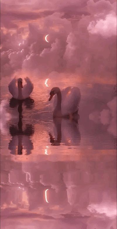 Ethereal Pink Wallpaper, Soft Lovecore Aesthetic Wallpaper, Swan Aesthetic Pink, Light Pink Pictures Aesthetic, Pink Swan, Soft Lovecore Aesthetic, Pink Love Aesthetic, Lovecore Art, Soft Ethereal Aesthetic