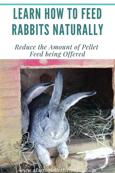 FEEDING Homemade Rabbit Food Recipes, Raising Rabbits For Fertilizer, Herbs For Rabbits, Rabbit Colony Ideas, Rabbit Colony, Rabbit Feed, Rabbit Pellets, Raising Rabbits For Meat, Flemish Giant Rabbit