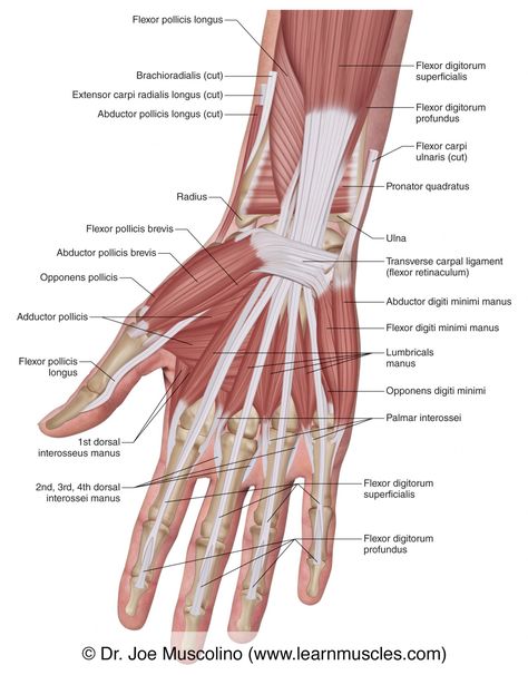 Forearm Muscle Anatomy, Hand Reference Drawing, Wrist Anatomy, Human Anatomy Picture, Upper Limb Anatomy, Human Body Science Projects, Liver Anatomy, Muscle Diagram, Human Body Science