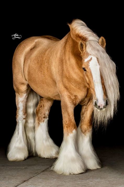 Horses are smart, majestic creatures. Except for the ones that aren't. Twitter user @mckellogs has just posted a thread, portraying the way their family are preparing for the impending snowmageddon, and it's their horse Tango that needs the most attention. Rare Horse Breeds, Unusual Horse, Strange Animals, Horse Reference, Rare Horses, Beautiful Horses Photography, Clydesdale Horses, Palomino Horse, Horse Inspiration