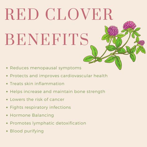 Mistletoe Herb Benefits, Epimedium Benefits, Red Clover Benefits For Women, Saw Palmetto Benefits Woman, Red Clover Tea Benefits, Clover Benefits, Benefits Of Red Clover, Red Clover Benefits, Vitamin Foods