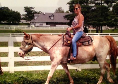 Kentucky Horse Park Kentucky Horse Park, My Old Kentucky Home, Kentucky, Horses, Animals